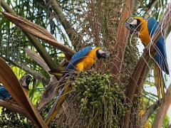 101PARC AUX OISEAUX DANS L AIN 2016 2_000021